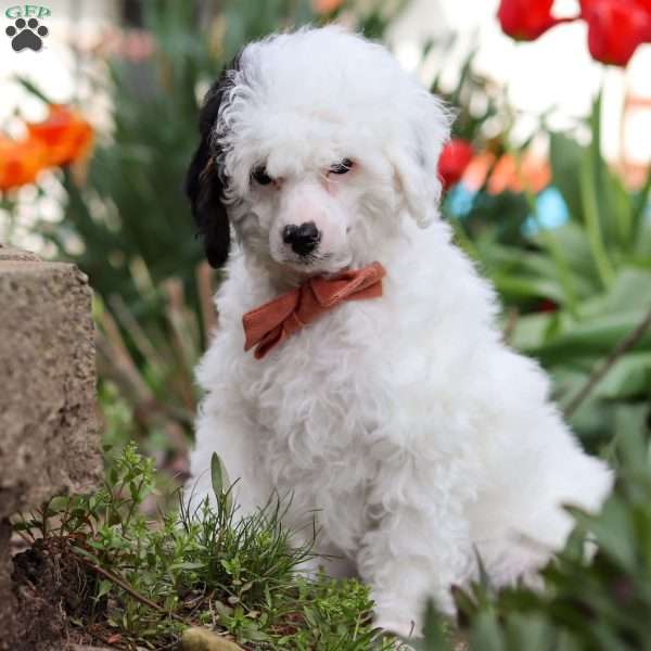 Tate, Miniature Poodle Puppy